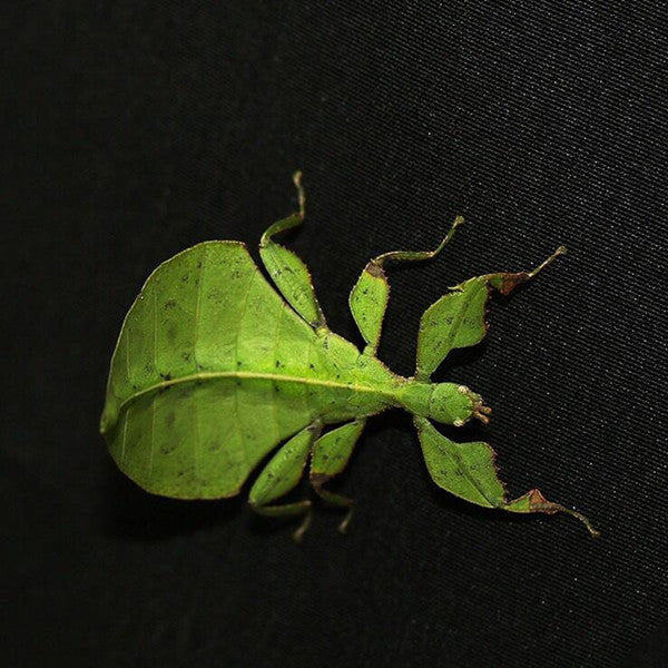 Phyllium Giganteum Leaf  Insect