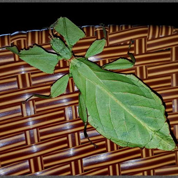 Phyllium Giganteum Leaf  Insect