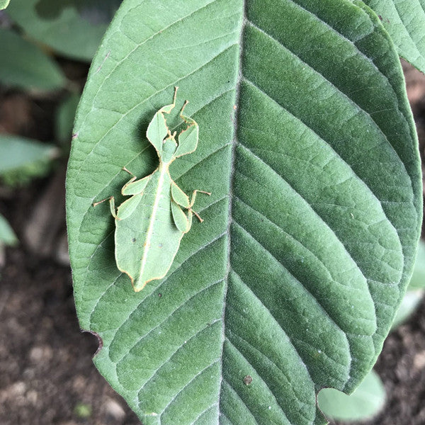 Phyllium Giganteum Leaf  Insect