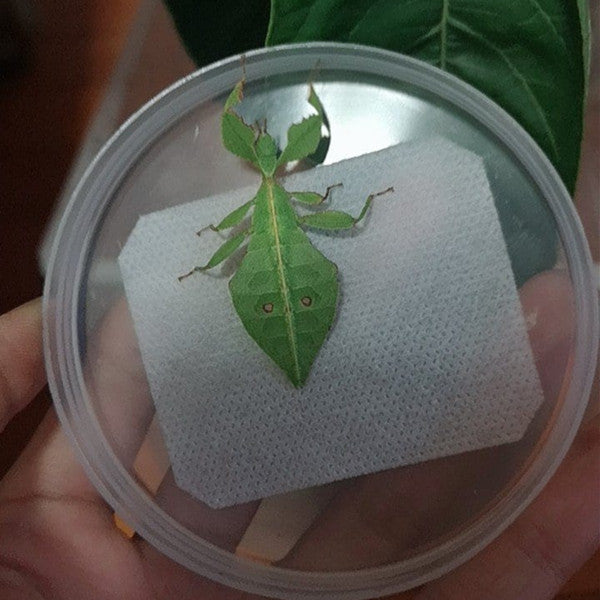 Phyllium Giganteum Leaf  Insect