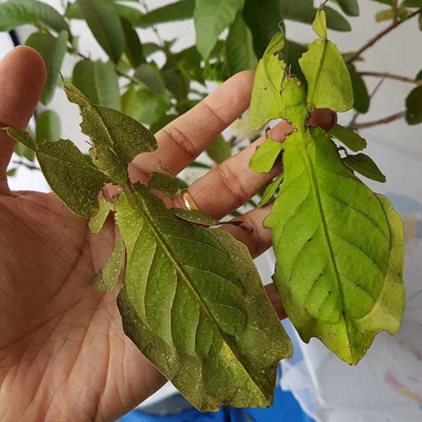 Phyllium Giganteum Leaf  Insect