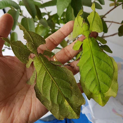Phyllium Giganteum Leaf  Insect