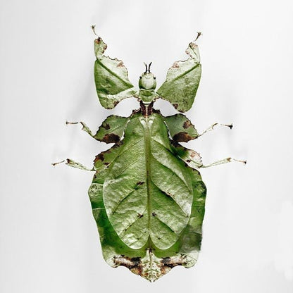 Phyllium Giganteum Leaf  Insect