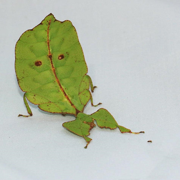 Phyllium Giganteum Leaf  Insect