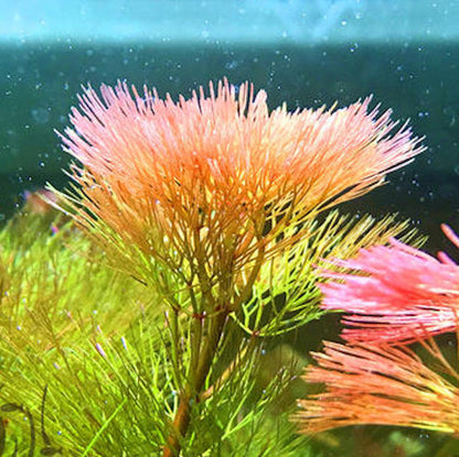 Cabomba Piauhyensis