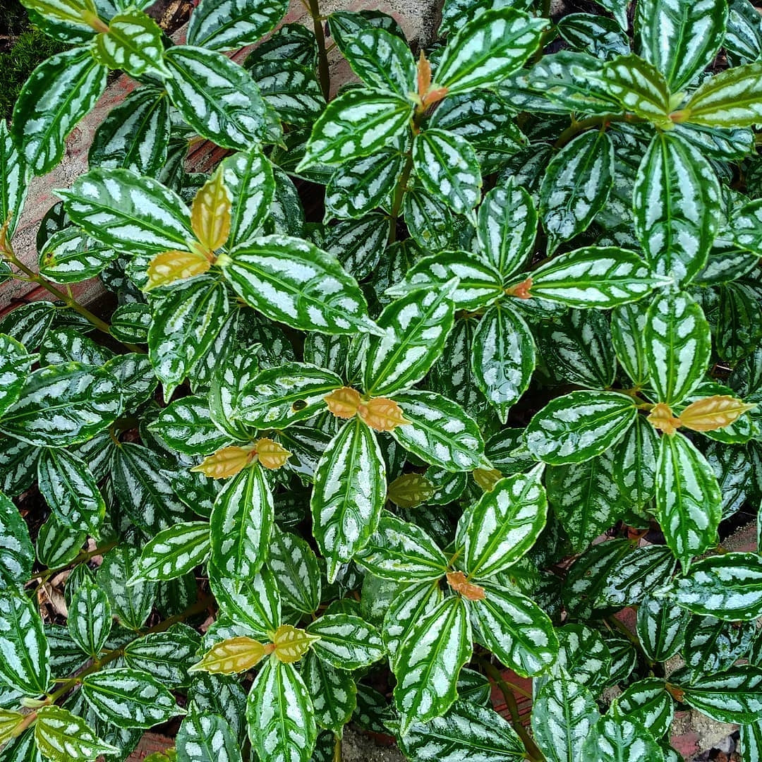 Pilea cadierei Gagnep.