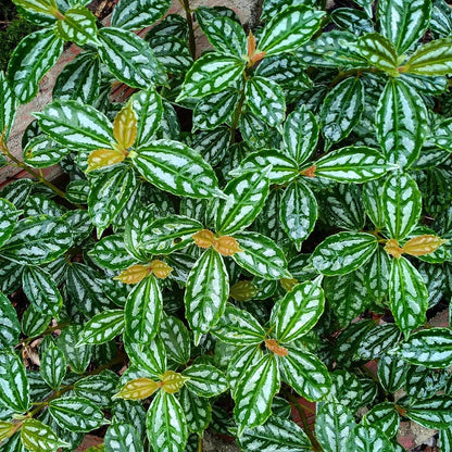 Pilea cadierei Gagnep.
