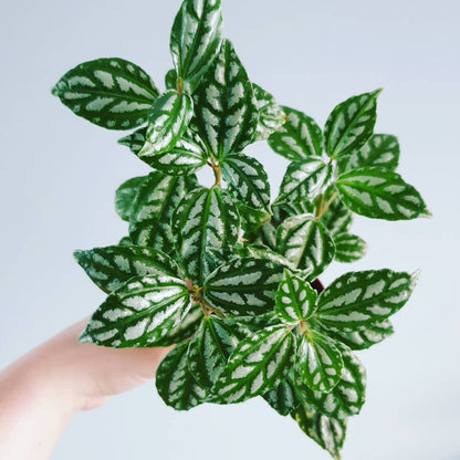 Pilea cadierei Gagnep.