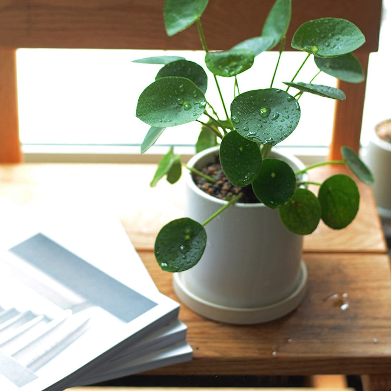 Pilea peperomioides diels