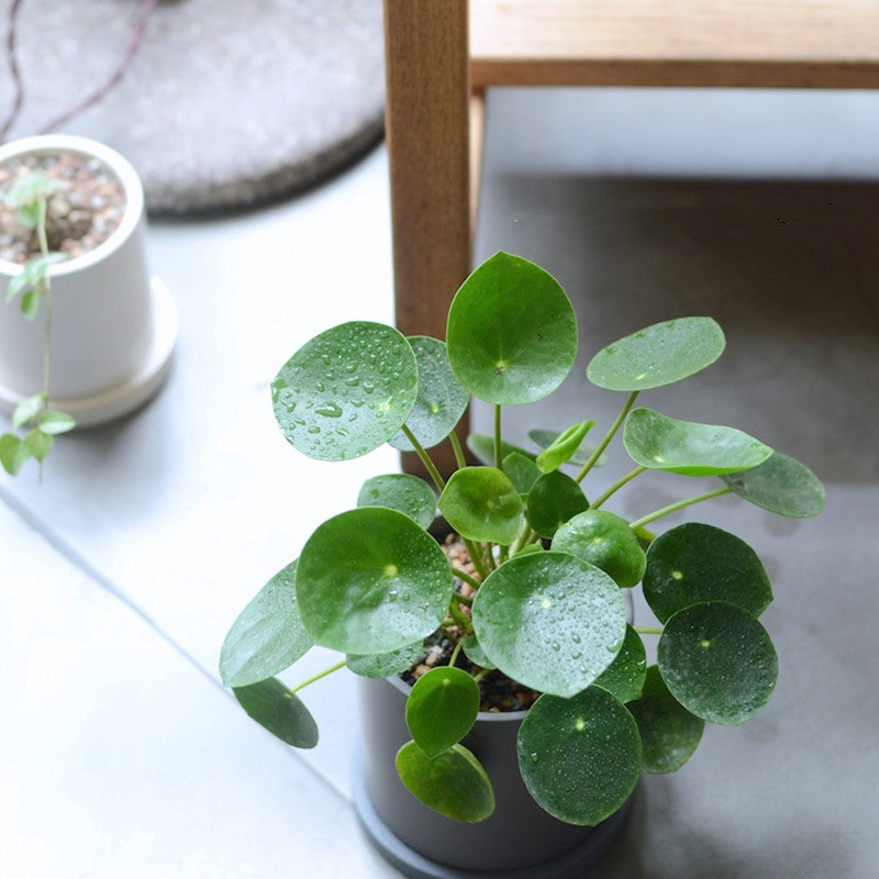 Pilea peperomioides diels