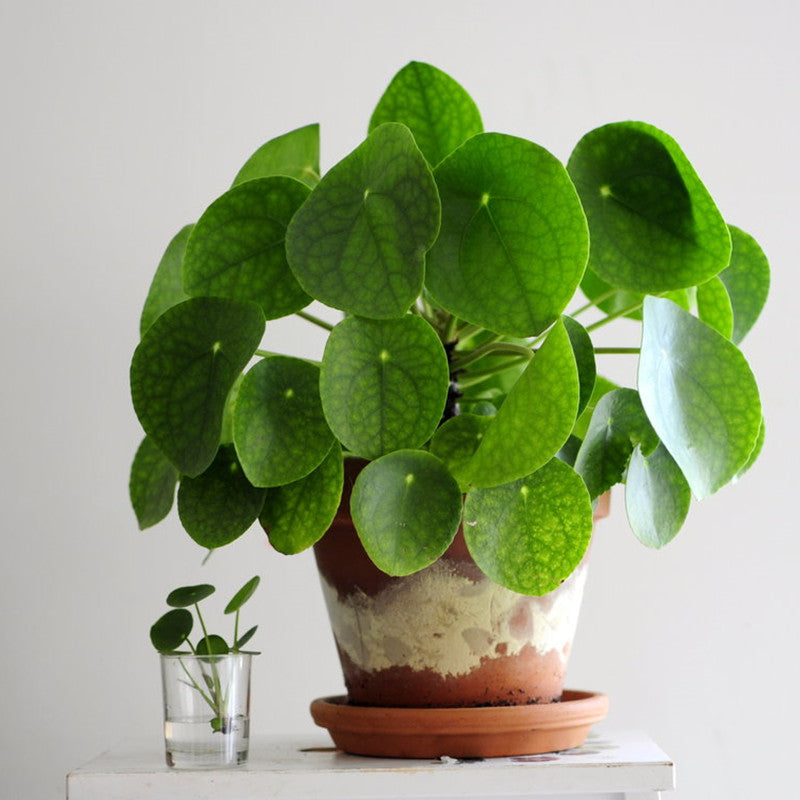 Pilea peperomioides diels