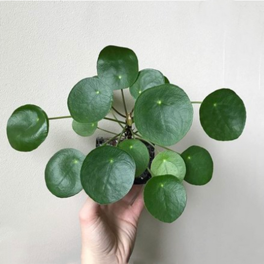 Pilea peperomioides diels