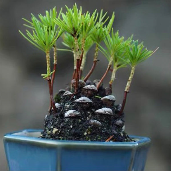 Pine Cone Mini Bonsai Tree  (Pinus thunbergii)