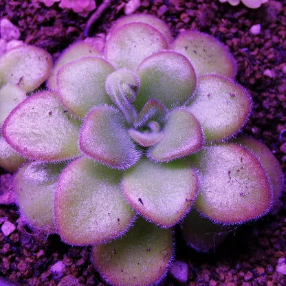 Butterworts (Pinguicula Agnata)