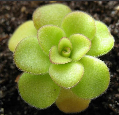 Butterworts (Pinguicula Agnata)