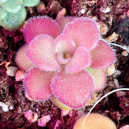 Butterworts (Pinguicula Agnata)