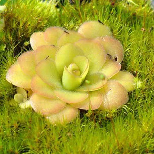 Pinguicula Agnata x Potosiensis