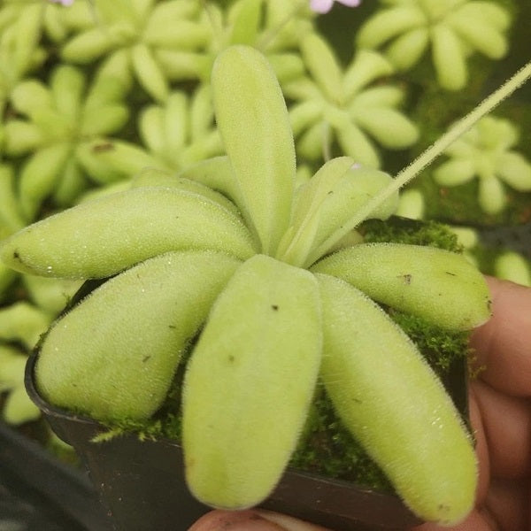 Pinguicula Agnata x Potosiensis