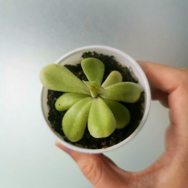 Pinguicula Agnata x Potosiensis