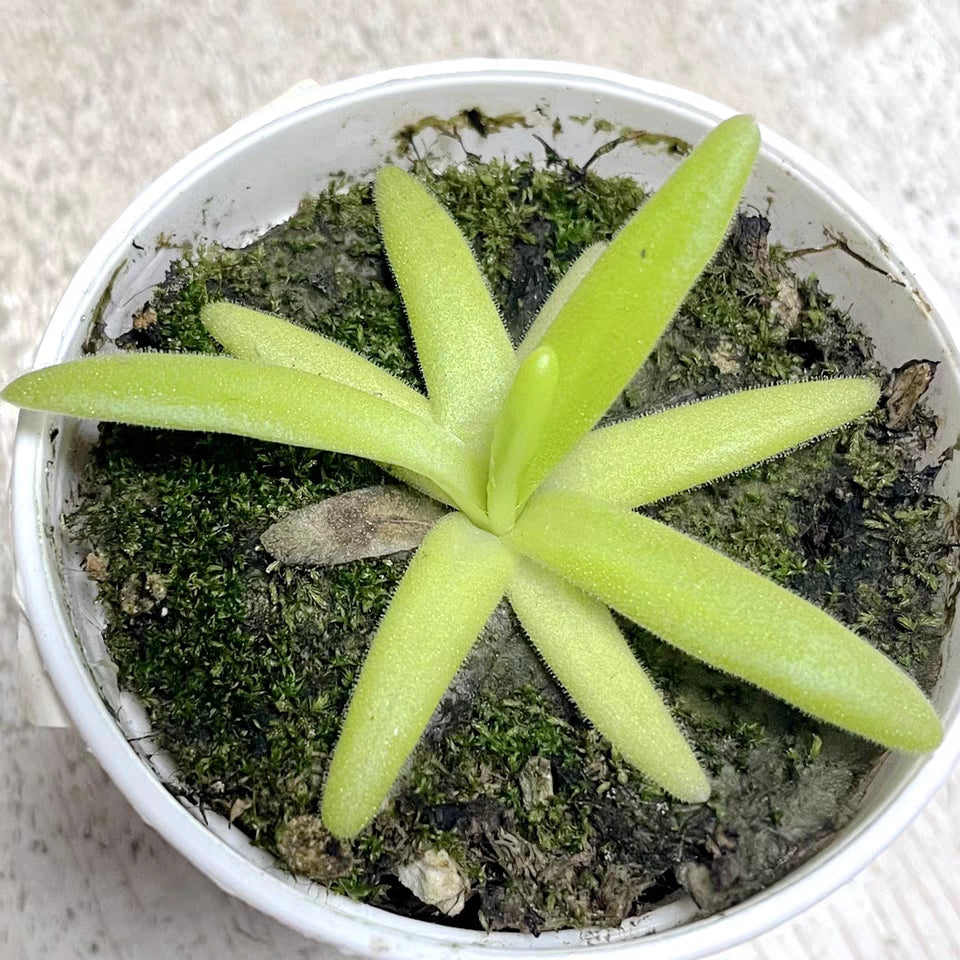 Pinguicula ' Aphrodite '