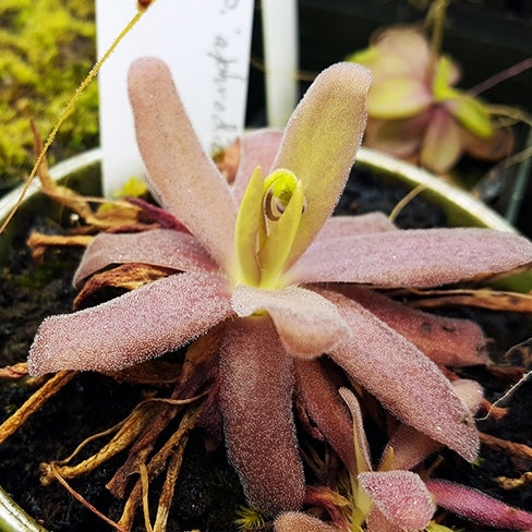 Pinguicula ' Aphrodite '
