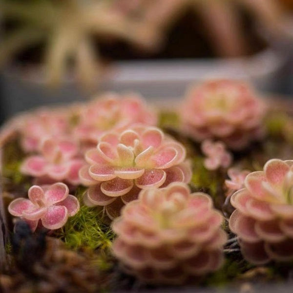 Pinguicula El Mirador