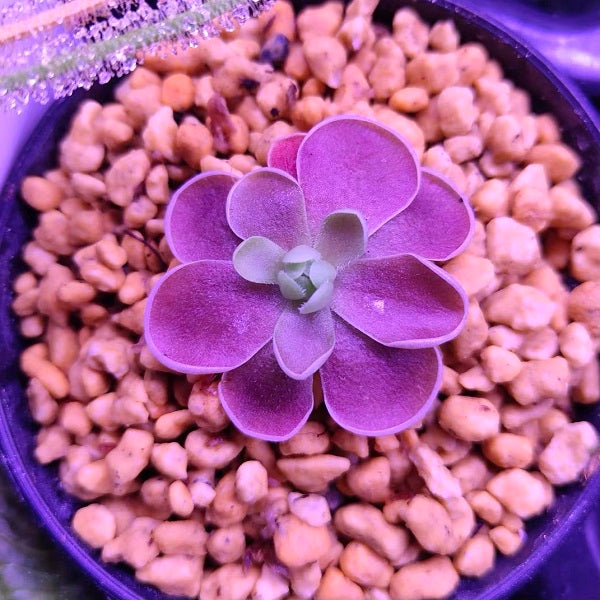 Pinguicula El Mirador