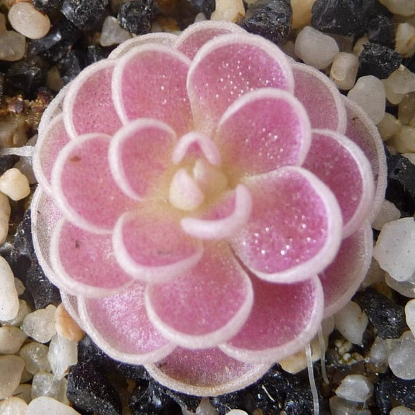 Pinguicula El Mirador