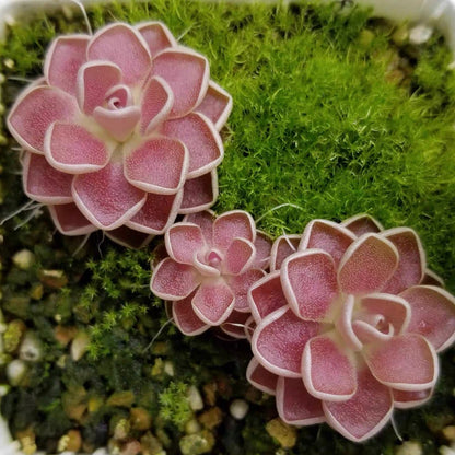 Butterworts (Pinguicula 'Florian' )