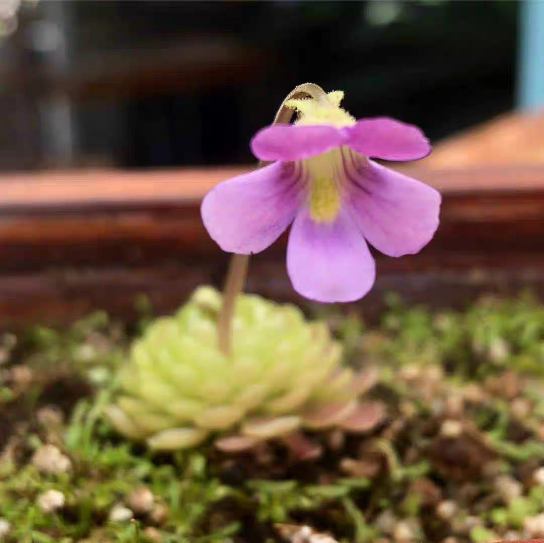 Butterworts (Pinguicula 'Florian' )