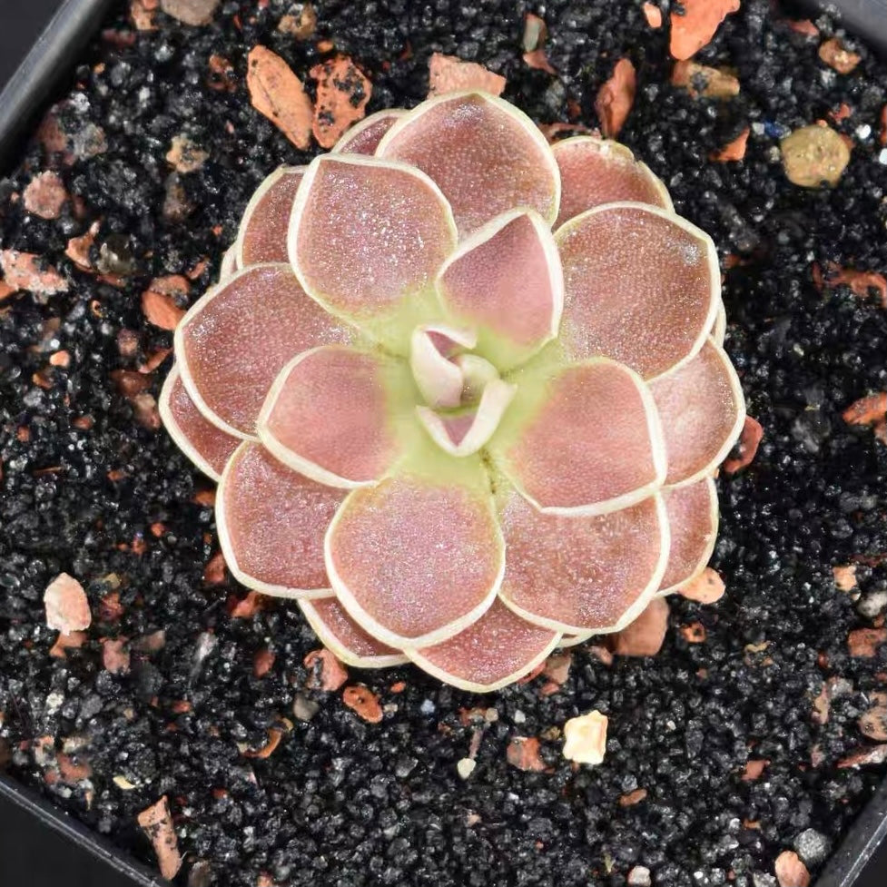 Butterworts (Pinguicula 'Florian' )