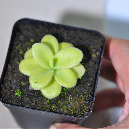 Pinguicula Gigantea