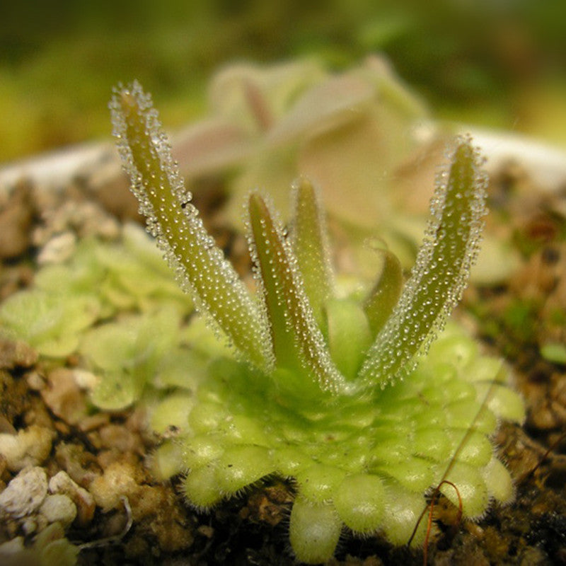 Pinguicula Gypsicola
