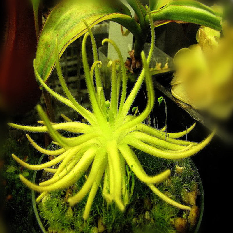 Pinguicula Gypsicola