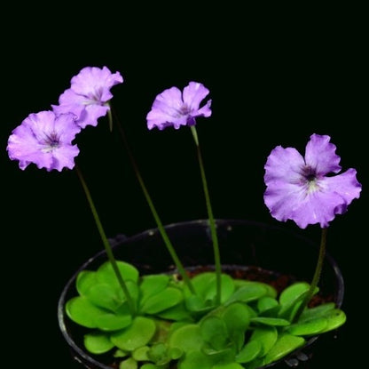 Pinguicula 'Hanka'