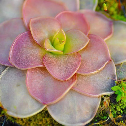Pinguicula Ibarrae