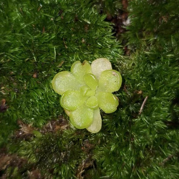 Pinguicula Kondoi