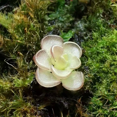 Pinguicula Kondoi