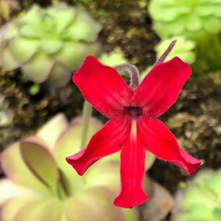 Butterwort Pinguicula Laueana