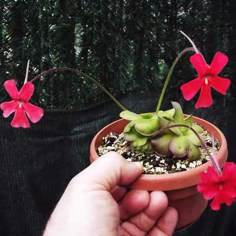 Butterwort Pinguicula Laueana