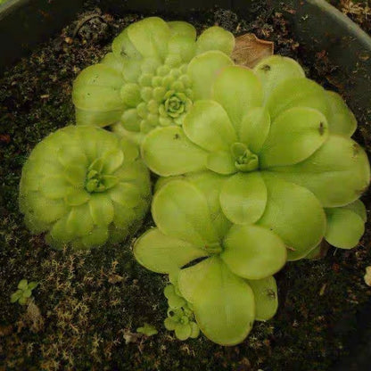 Butterwort Pinguicula Laueana