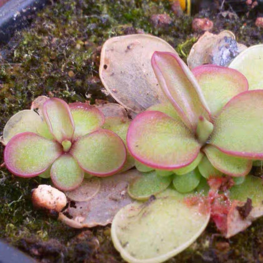 Butterwort Pinguicula Laueana