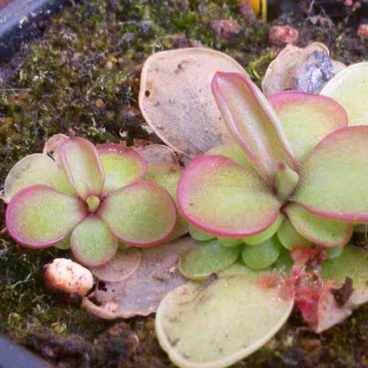 Butterwort Pinguicula Laueana