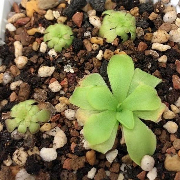 Butterwort Pinguicula Laueana