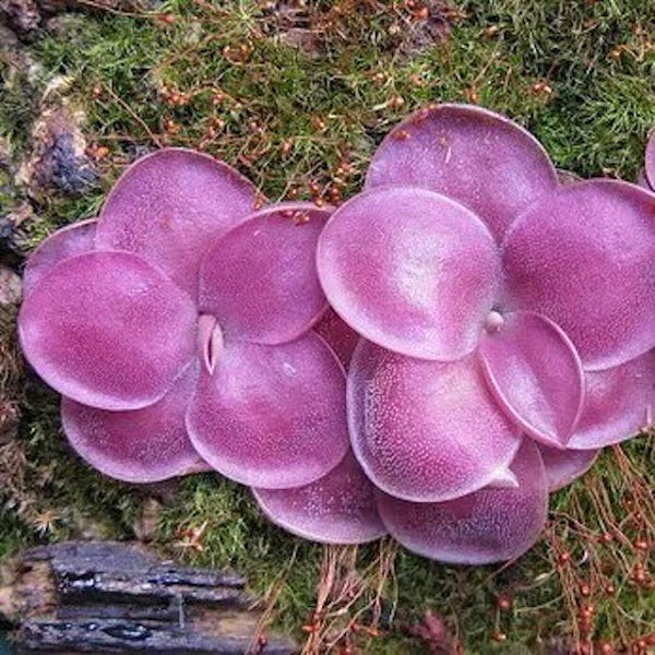 Pinguicula Moranensis f.rosei