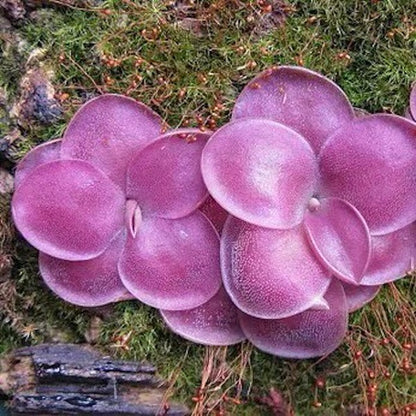 Pinguicula Moranensis f.rosei