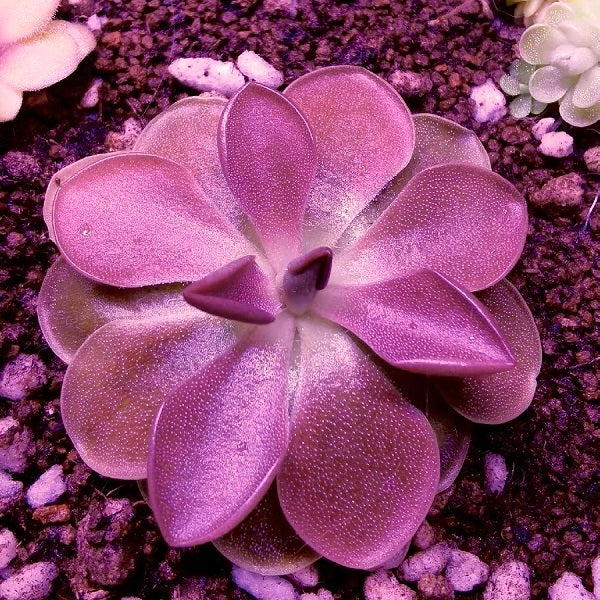 Pinguicula Moranensis f.rosei