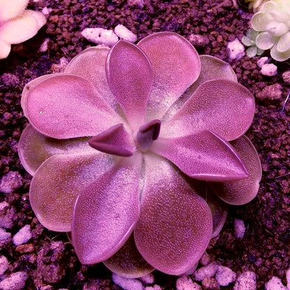 Pinguicula Moranensis f.rosei