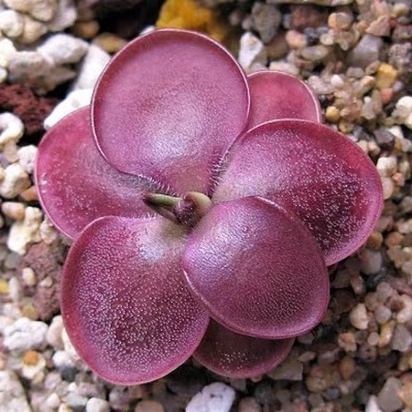 Pinguicula Moranensis f.rosei
