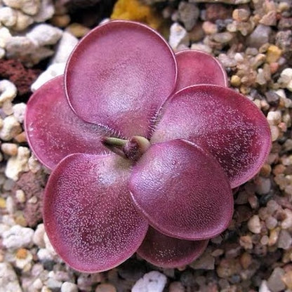 Pinguicula Moranensis f.rosei